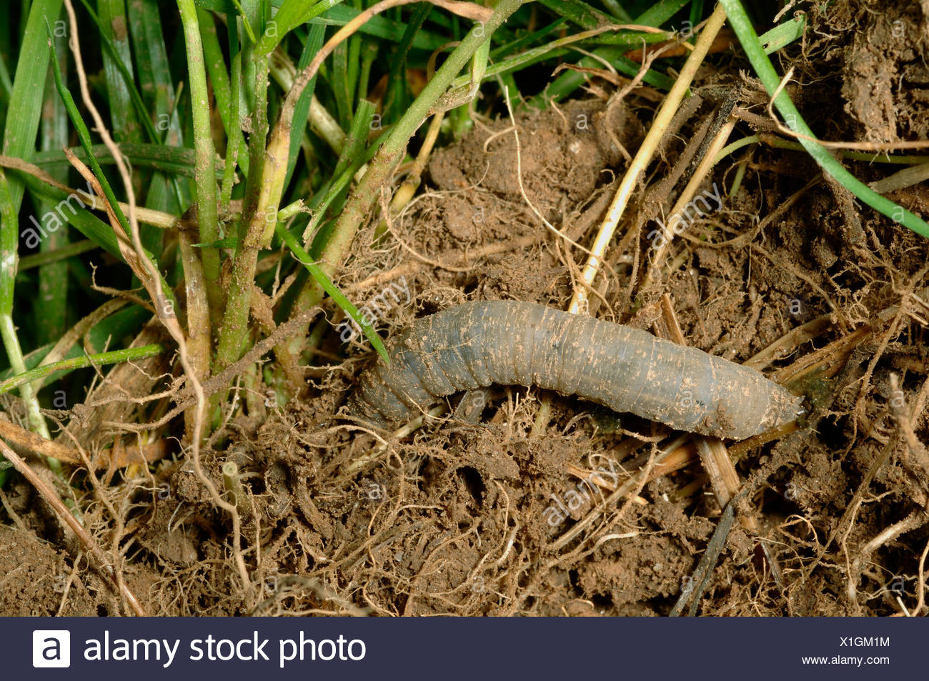 Leatherjacket Insect High Resolution Stock Photography and Images Alamy