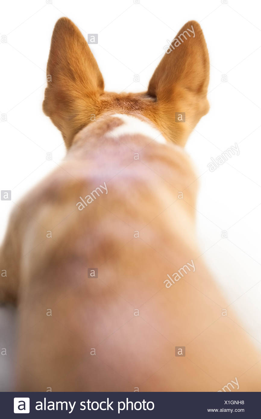 Dog With Pointy Ears High Resolution Stock Photography and Images Alamy