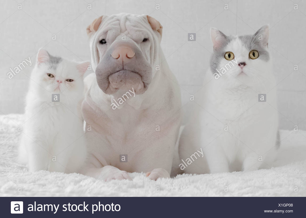 Exotic Shorthair Cat Kitten Stock Photos Exotic Shorthair Cat