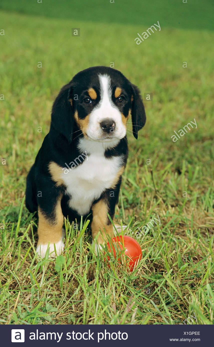 great swiss mountain dog puppy