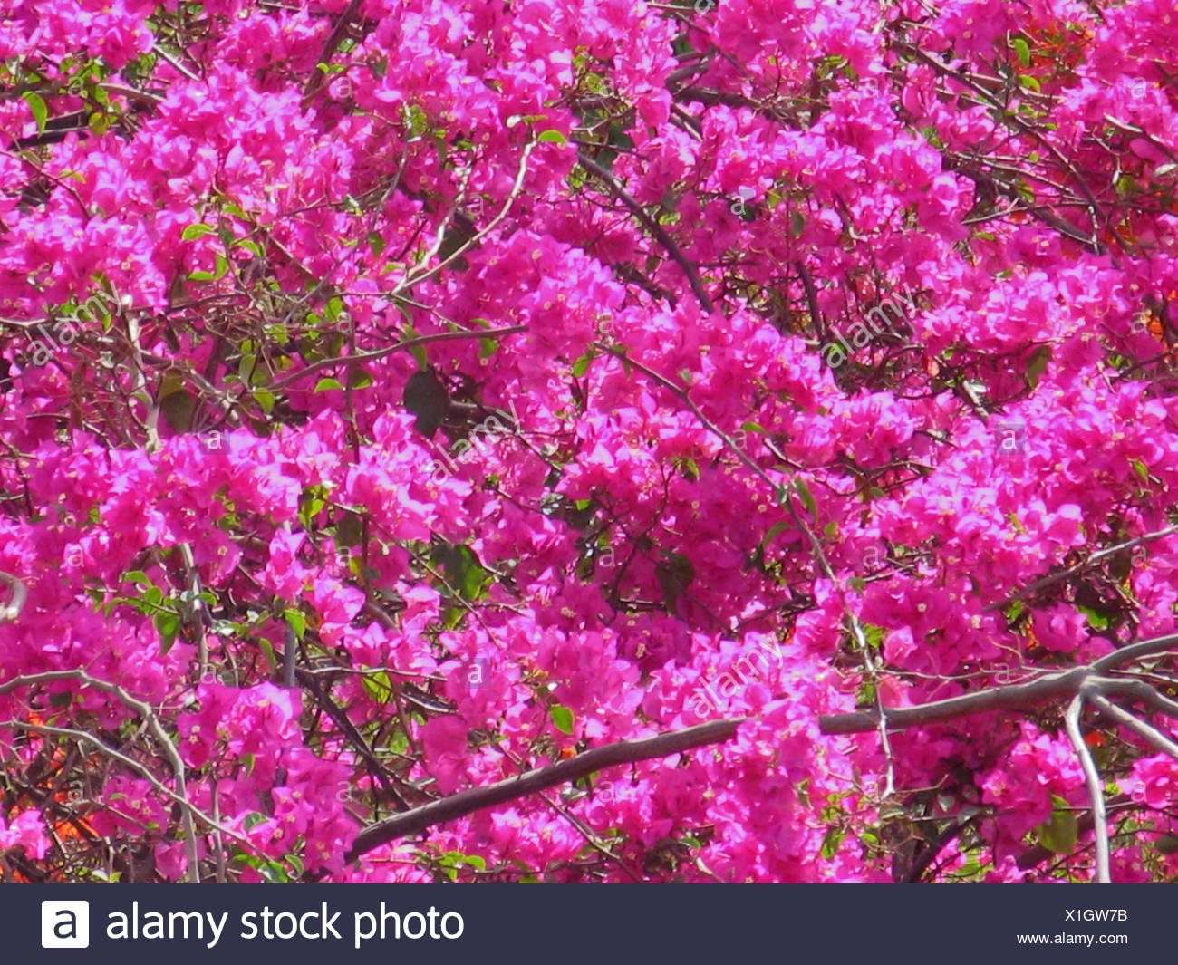 Bougainvillea Family Nyctaginaceae Shrubs Tropical Tender Perennials Vines And Climbers Stock Photo Alamy