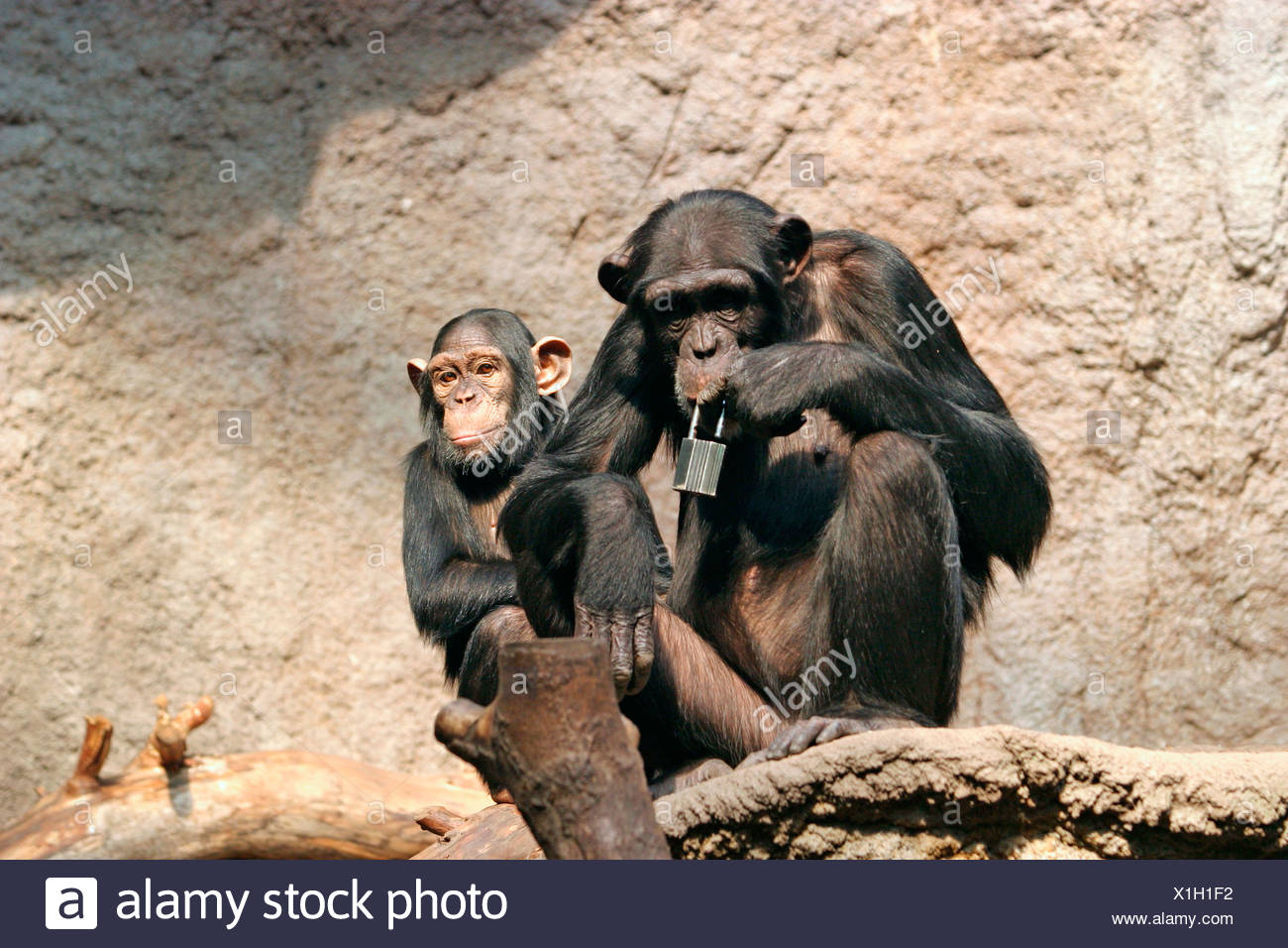 Zwei Affen High Resolution Stock Photography And Images Alamy