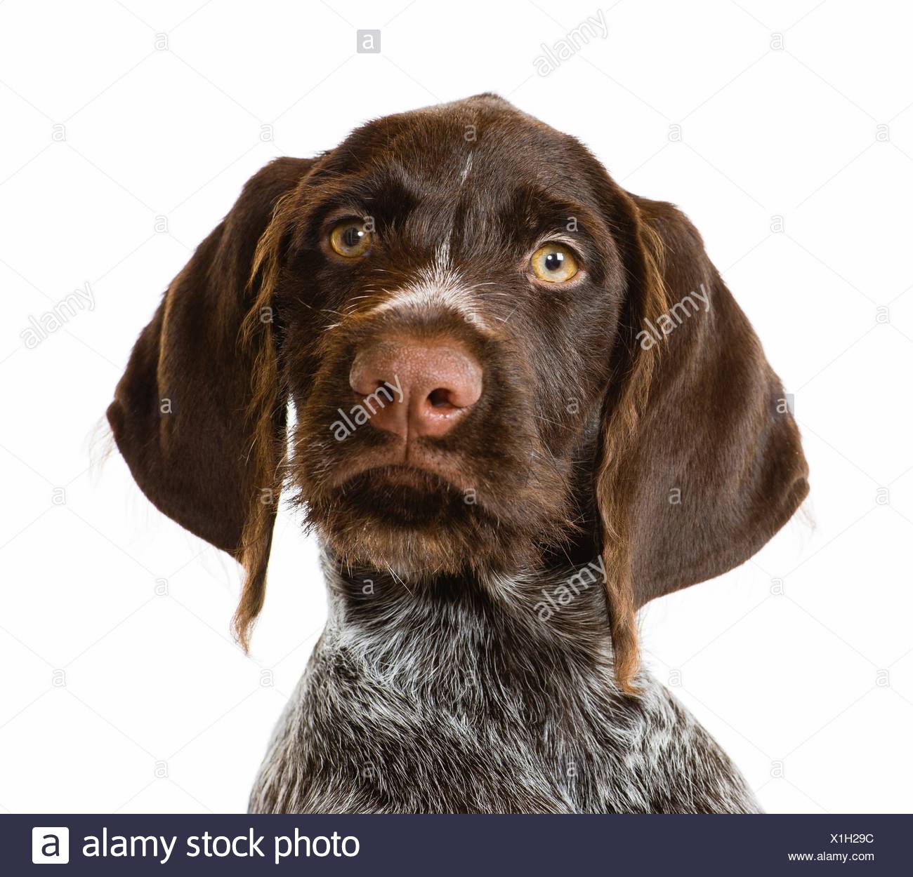 Playing German Wire Haired Pointer Puppy 12 Weeks Old White Background Stock Photo Alamy