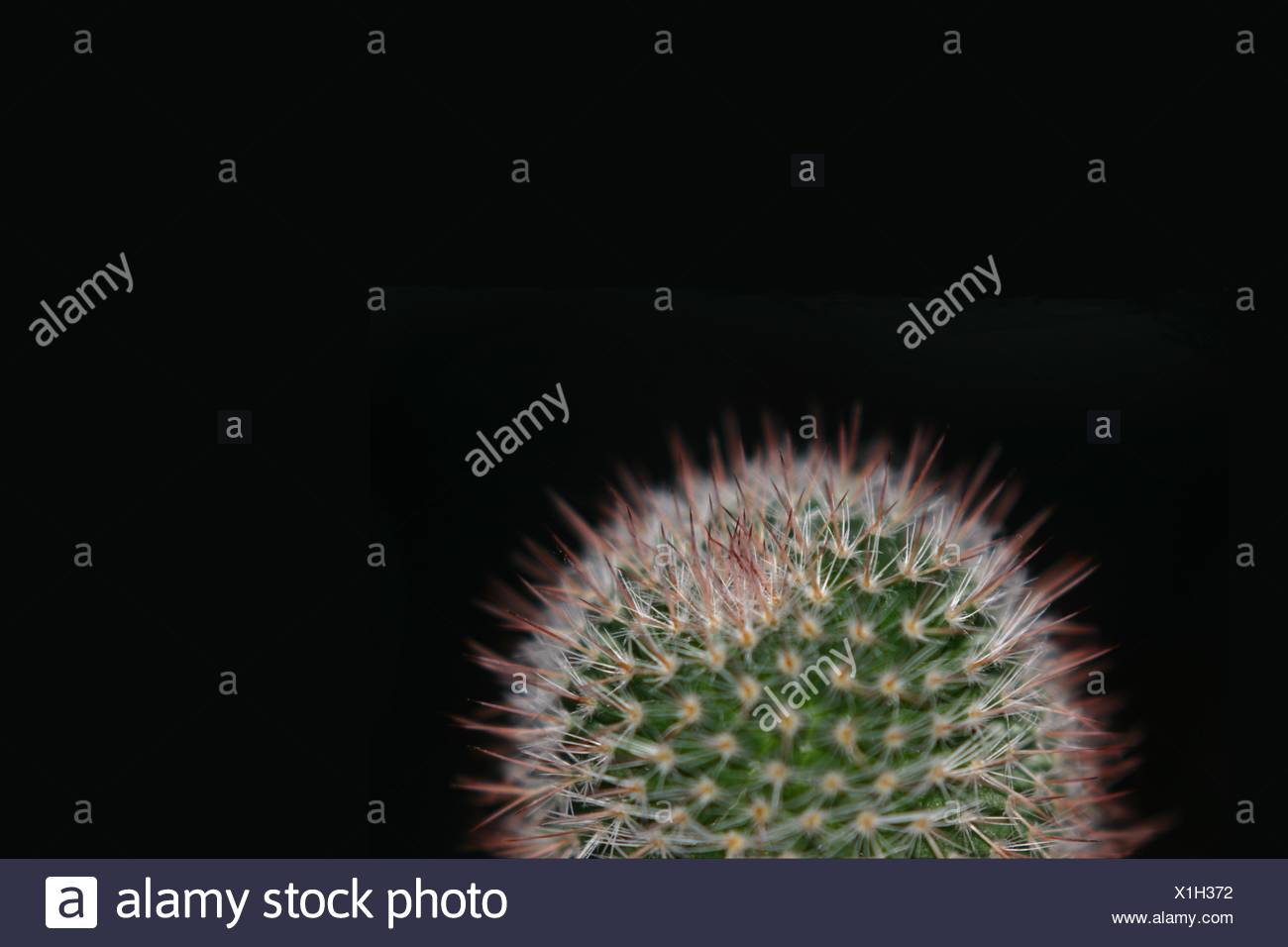 Injury Thorn High Resolution Stock Photography and Images - Alamy