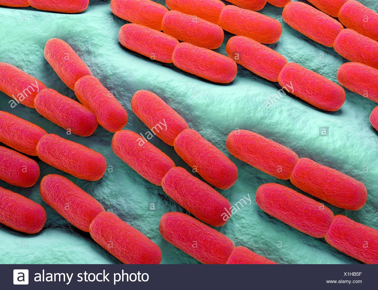 Lactobacillus Stock Photos & Lactobacillus Stock Images - Alamy