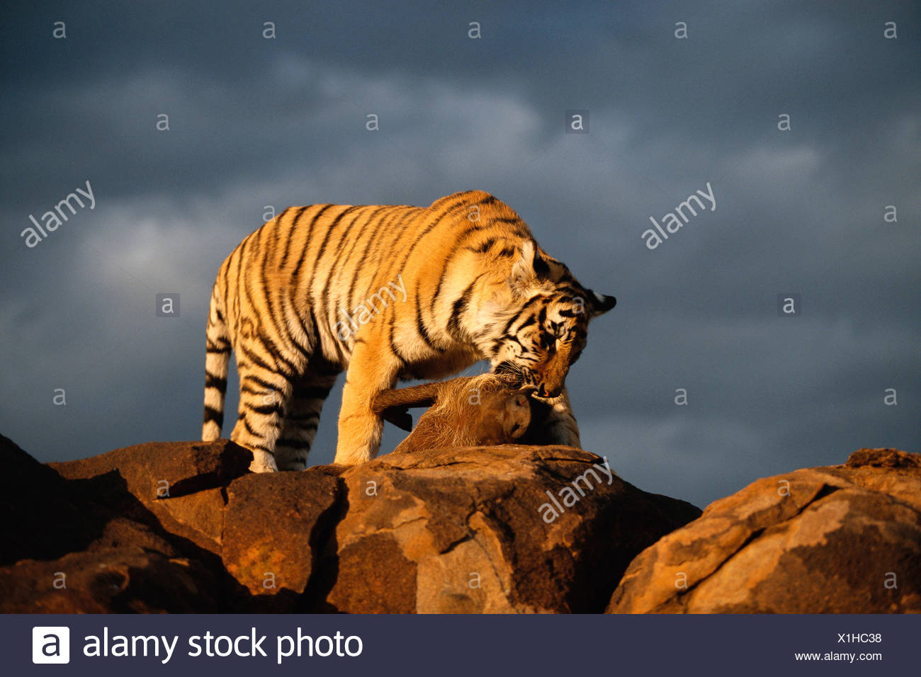 Tiger Eating Prey Stock Photos & Tiger Eating Prey Stock Images - Alamy