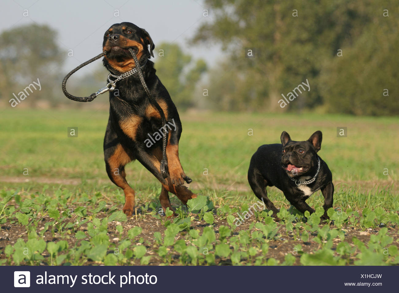 french bulldog and rottweiler