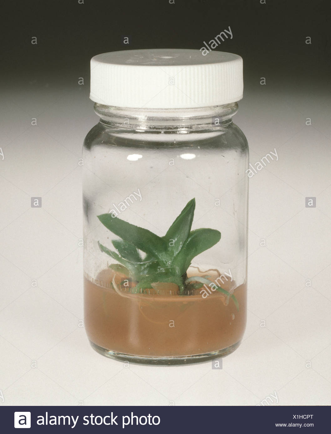 Nutrient Agar Medium High Resolution Stock Photography and Images - Alamy