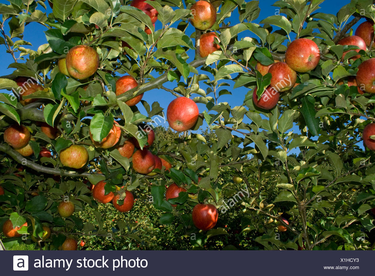 Mature fruit trees sold in california Teen mom salaries