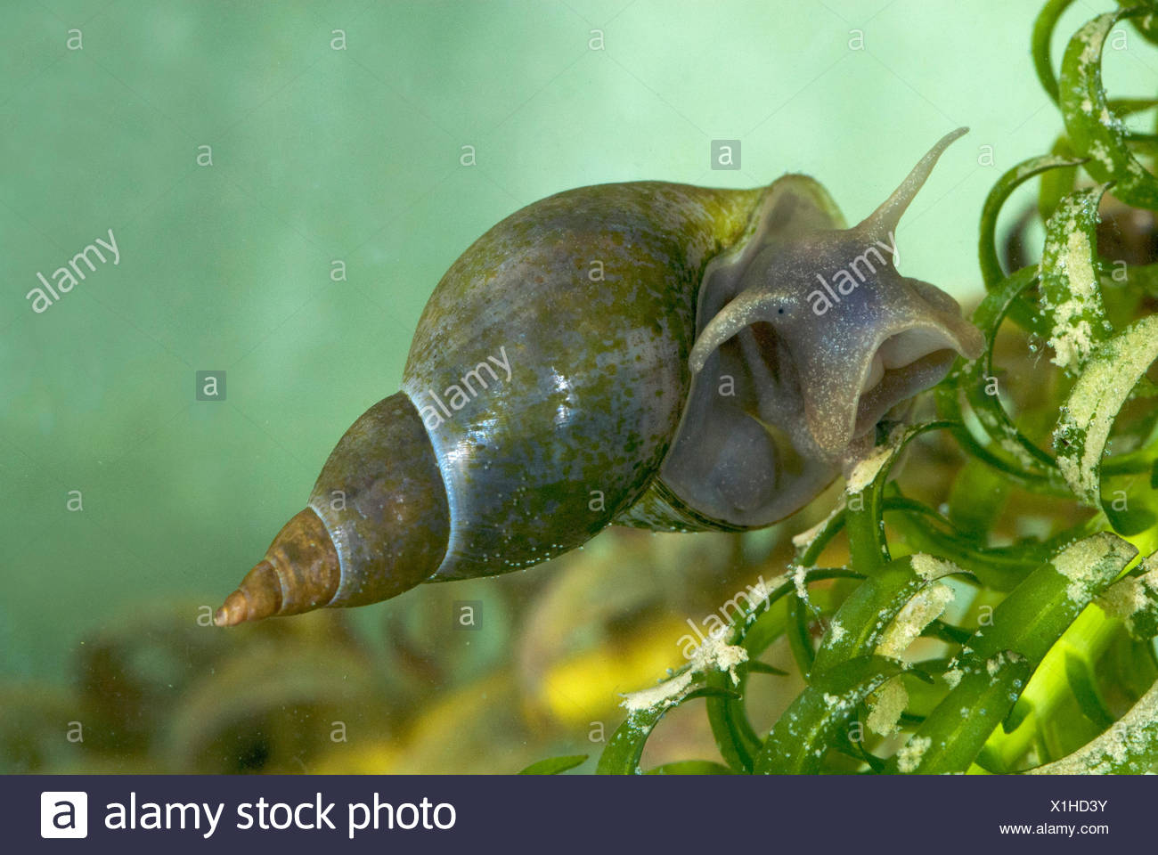 Great Pond Snail, Lymnaea stagnalis, underwater on weed  