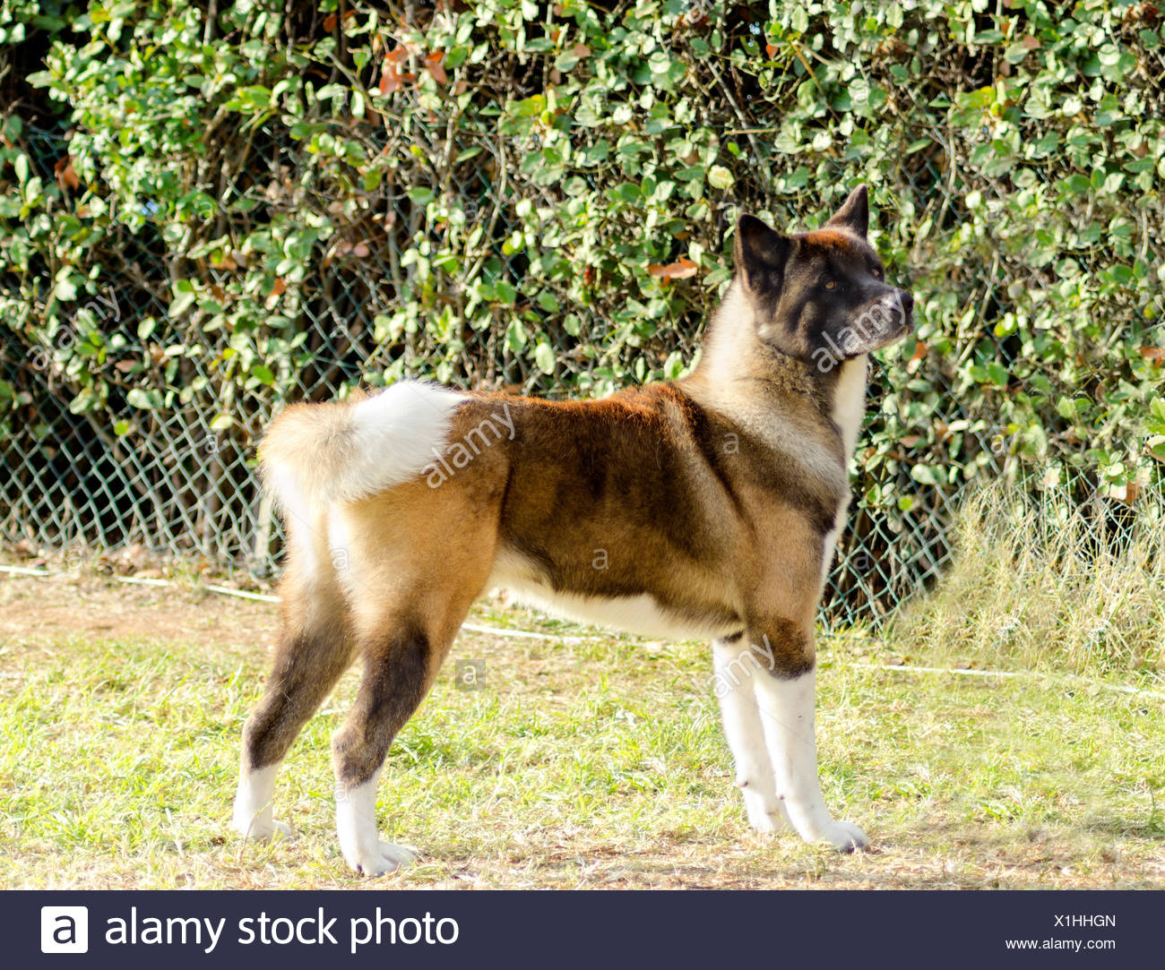 A Profile View Of A Sable White And Brown Pinto American Akita