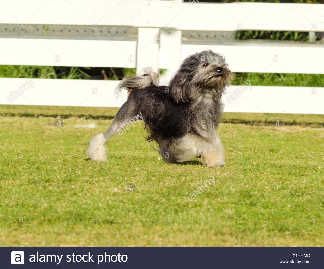 A Profile View Of A Black Gray And White Petit Chien Lion Little Lion Dog Walking On The Grass Lowchen Has A Long Wavy Coat Groomed To Resemble A Lion I E The A Profile View Of A Black Gray And White Petit Chien Lion Little Lion Dog Walking On The Grass Lowchen Has A Long Wavy Coat Groomed To Resemble A Lion I E The