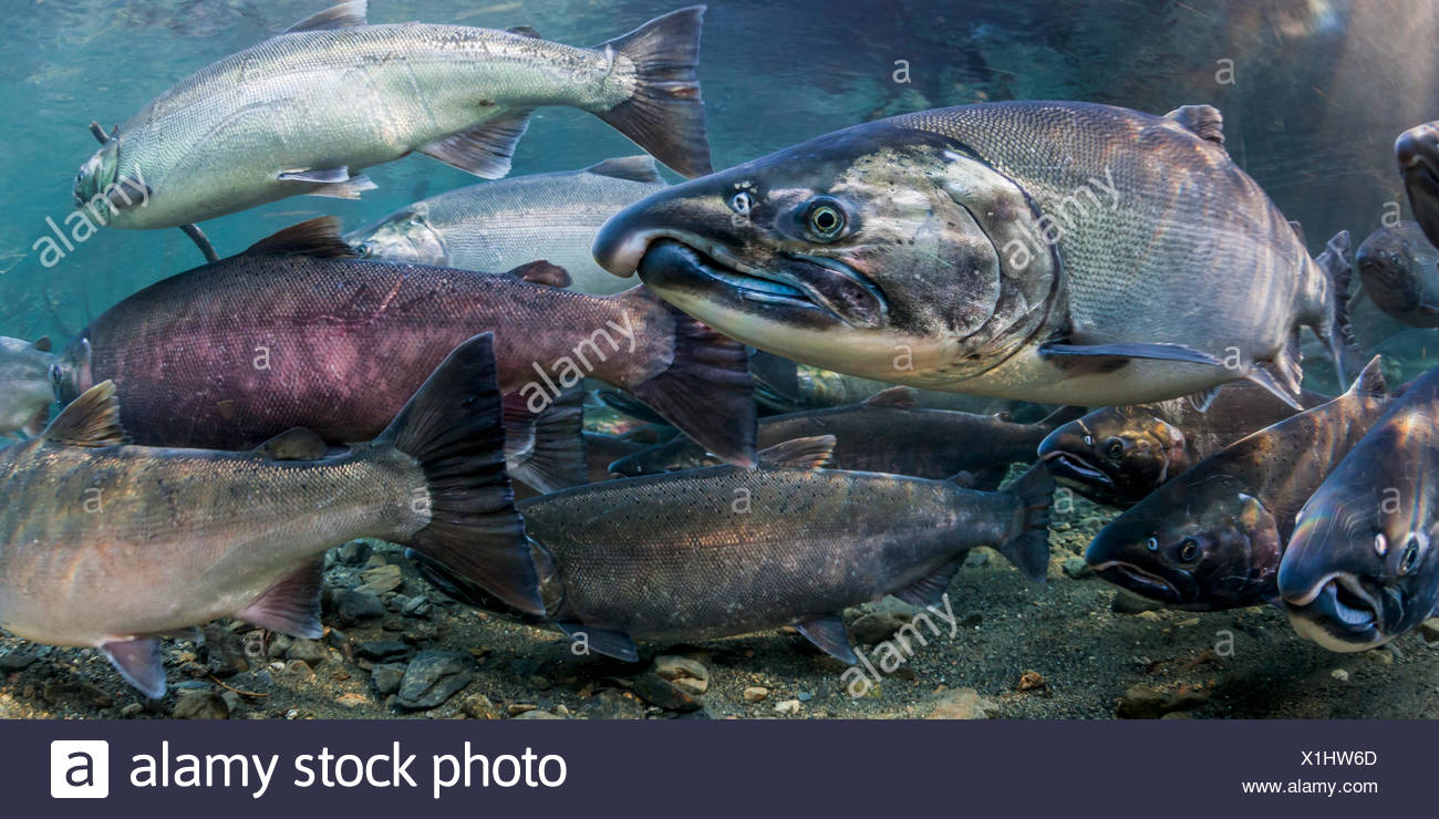 Coho Salmon Spawn High Resolution Stock Photography and Images Alamy