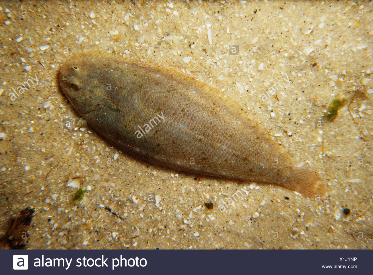 Senegalese Sole Stock Photos & Senegalese Sole Stock Images - Alamy