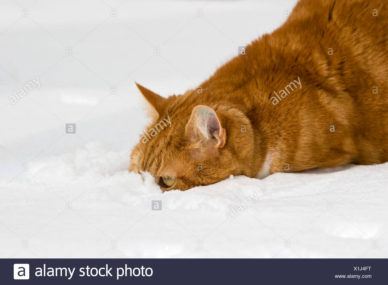 European Shorthair Cat In Snow Stock Photo 276379260 Alamy