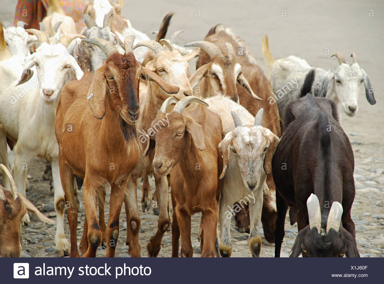 herd of goats in india stock photos herd of goats in india stock