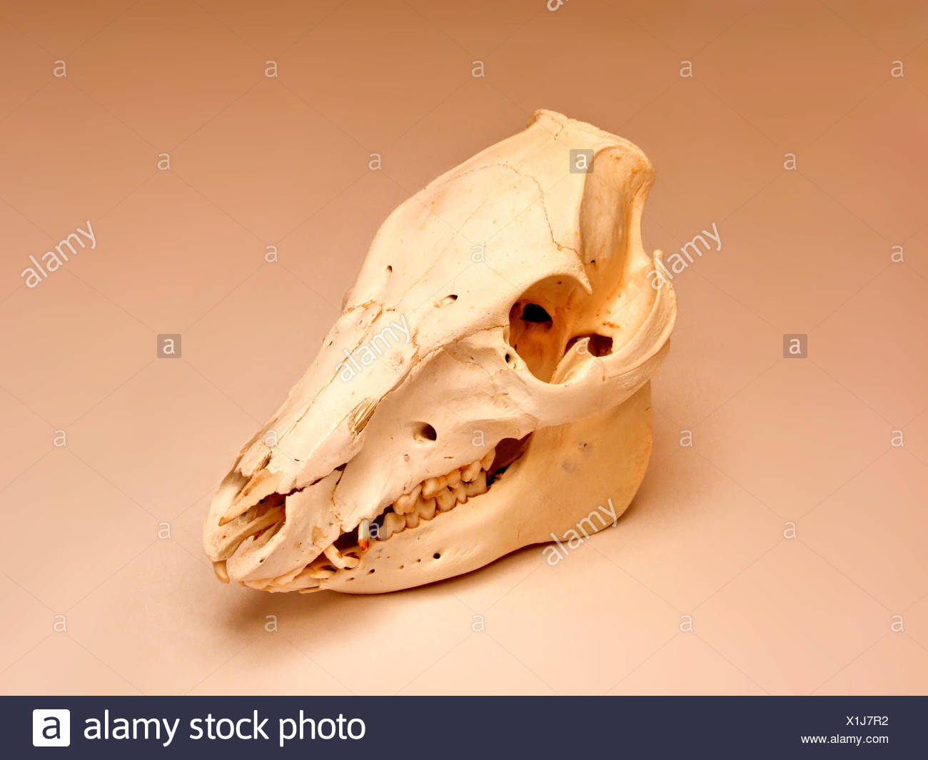 dwarf fortress butcher skeleton dwarf fortress butcher skeleton
