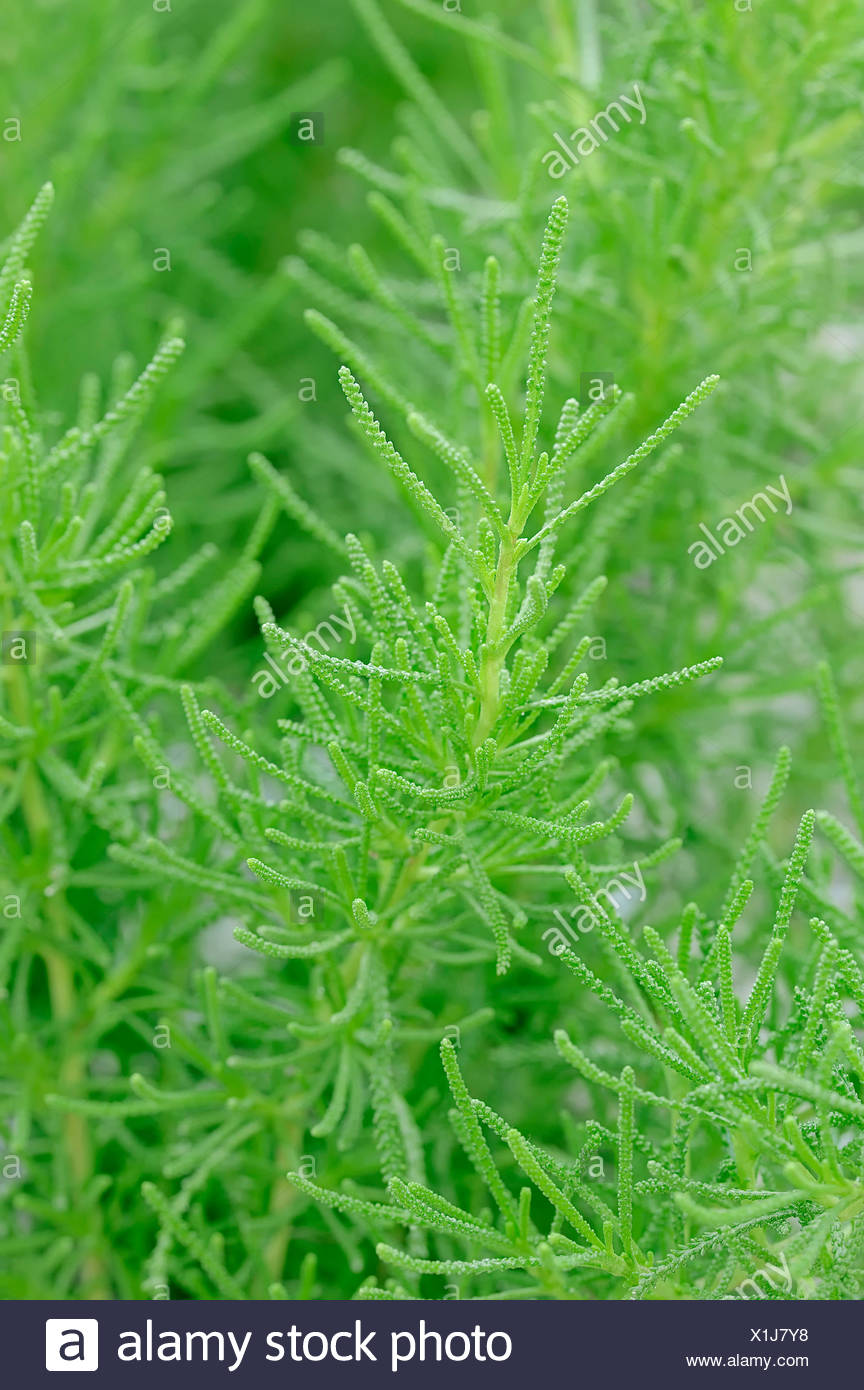 Santolina Rosmarinifolia Santolina High Resolution Stock Photography ...
