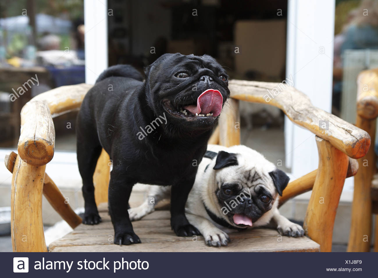 Pug Canis Lupus F Familiaris Two Dogs On A Chair Germany