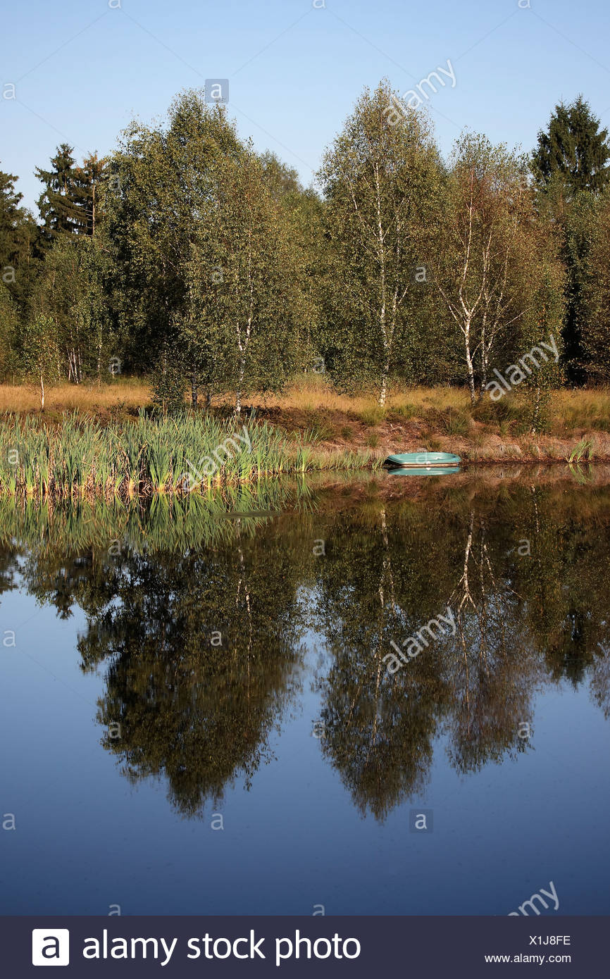 Reed landscape with pond in Upper Swabia, Baden-Wuerttemberg, Germany, Europe Stock Photo