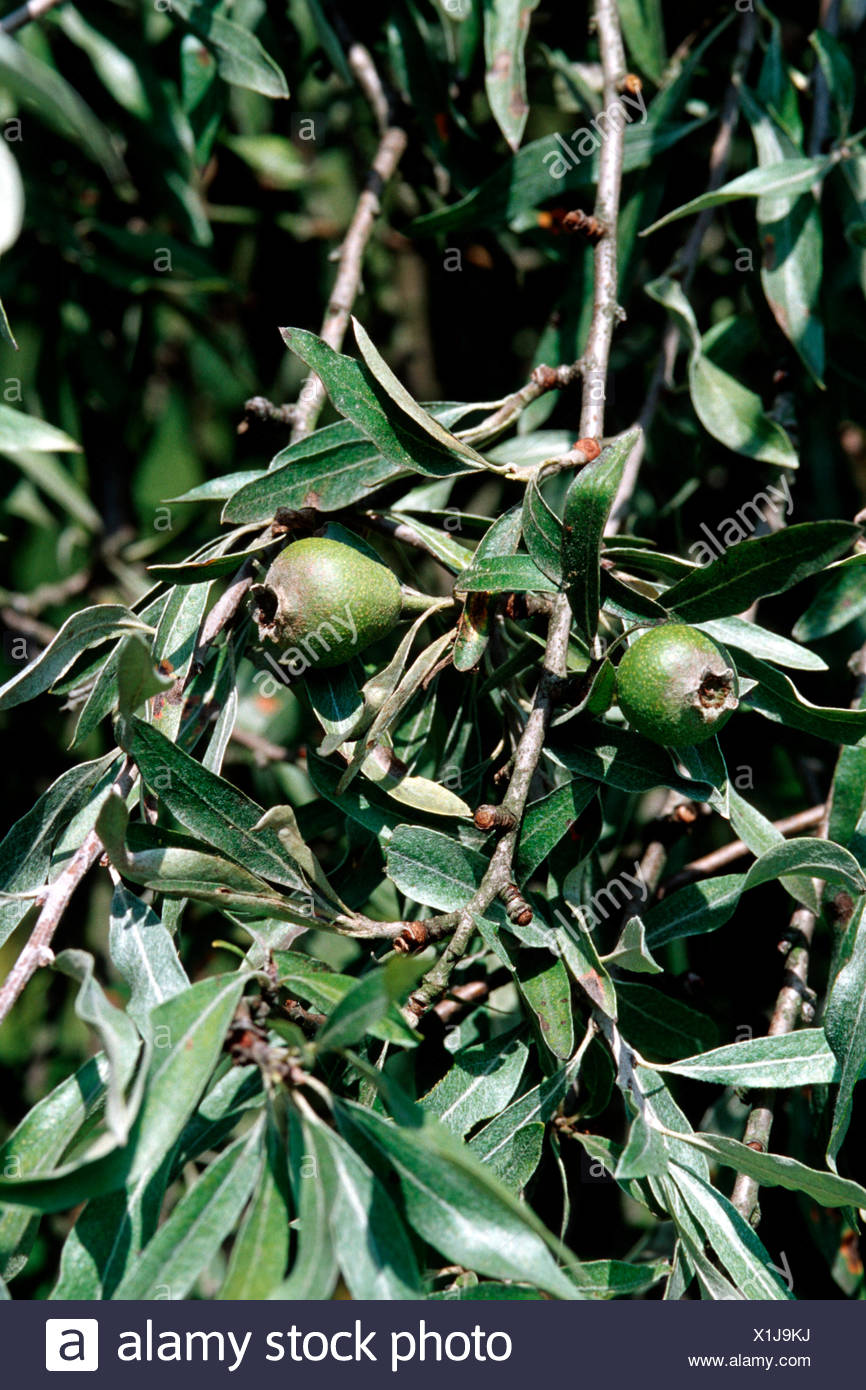 Ornamental Pear Tree Stock Photos & Ornamental Pear Tree Stock Images