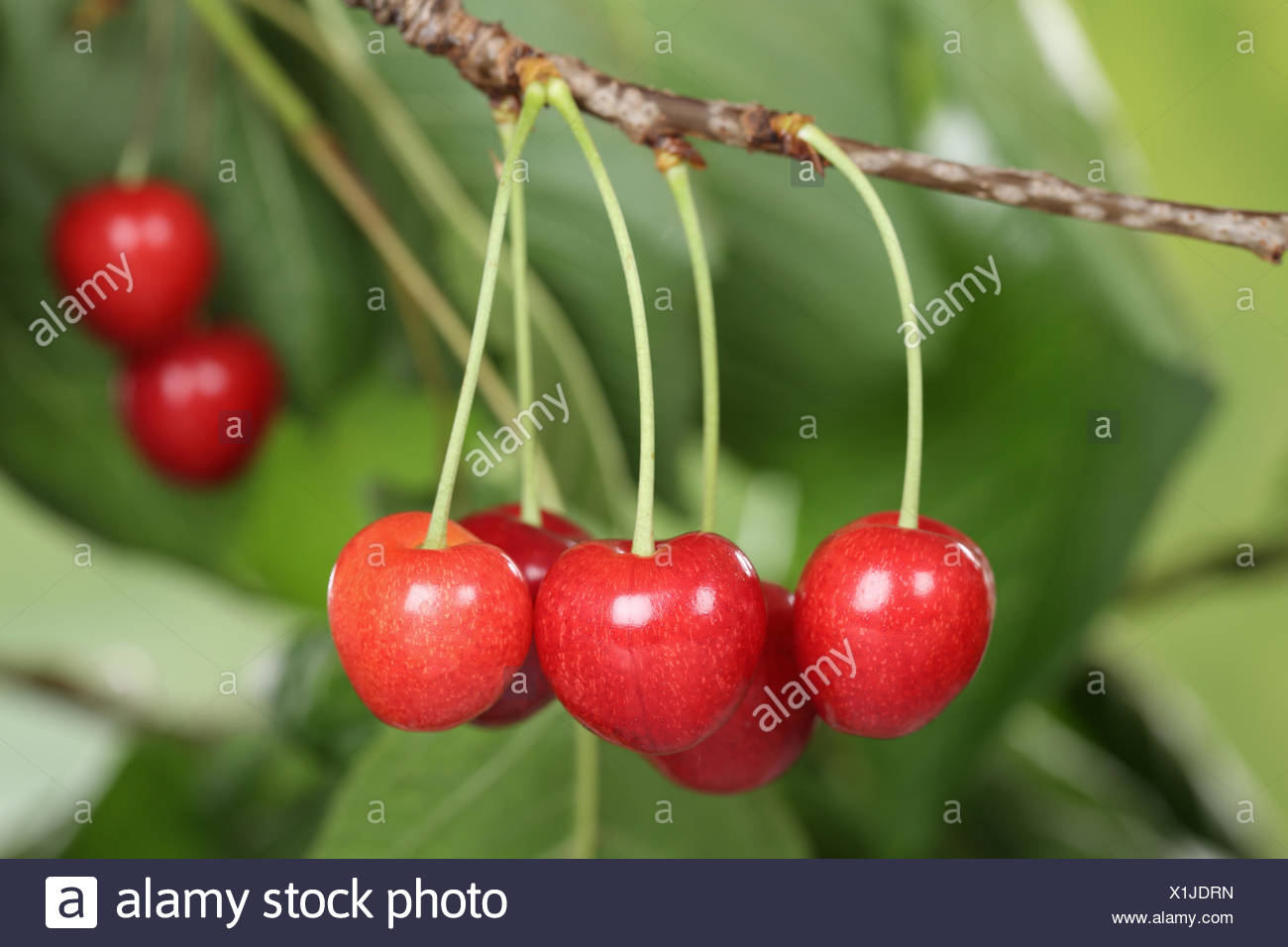 Reife Kirschen Auf Einem Kirschbaum Im Sommer Stock Photo