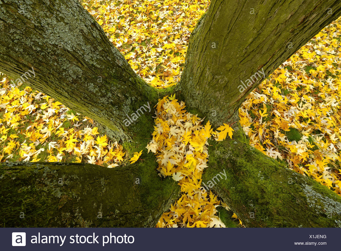 Birds Eye Maple Acer High Resolution Stock Photography and Images Alamy
