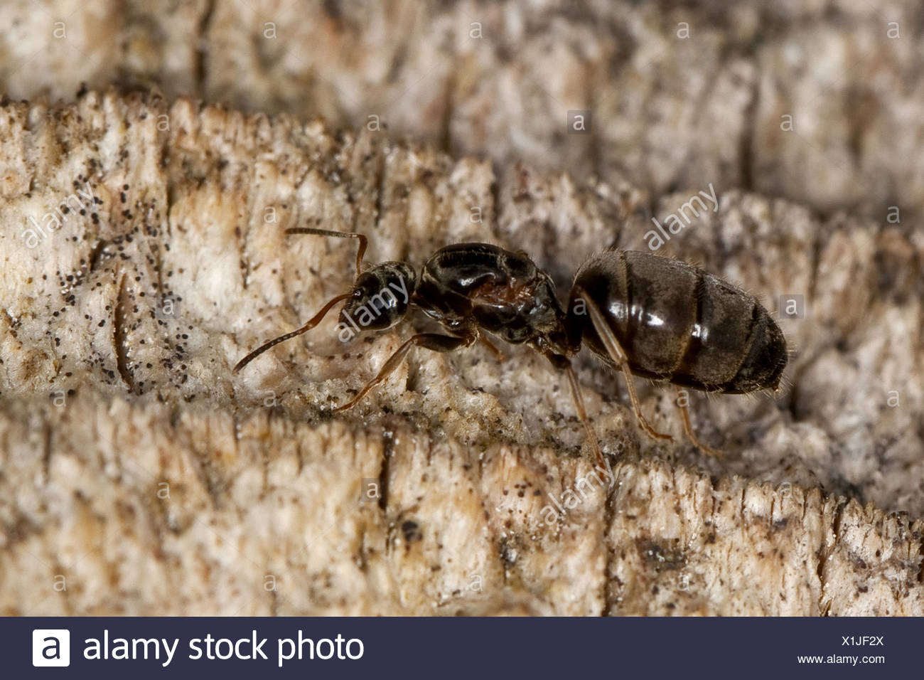 Black Ants Queen Stock Photos & Black Ants Queen Stock Images Alamy