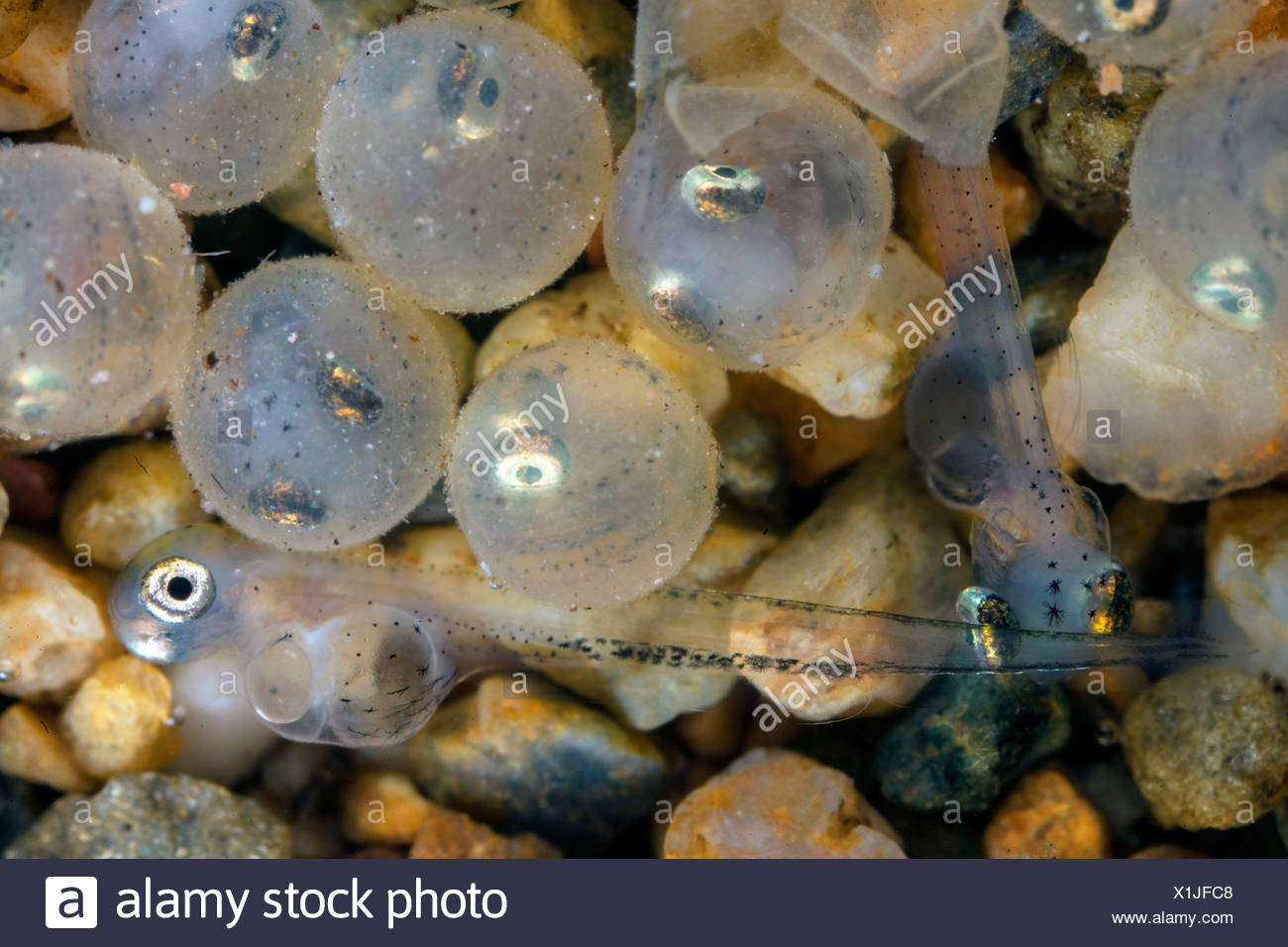 Fish Egg Larvae High Resolution Stock Photography and Images Alamy