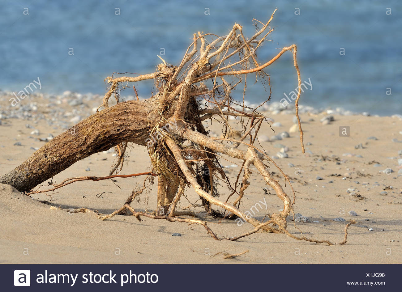 Root Ball Stock Photos & Root Ball Stock Images Alamy