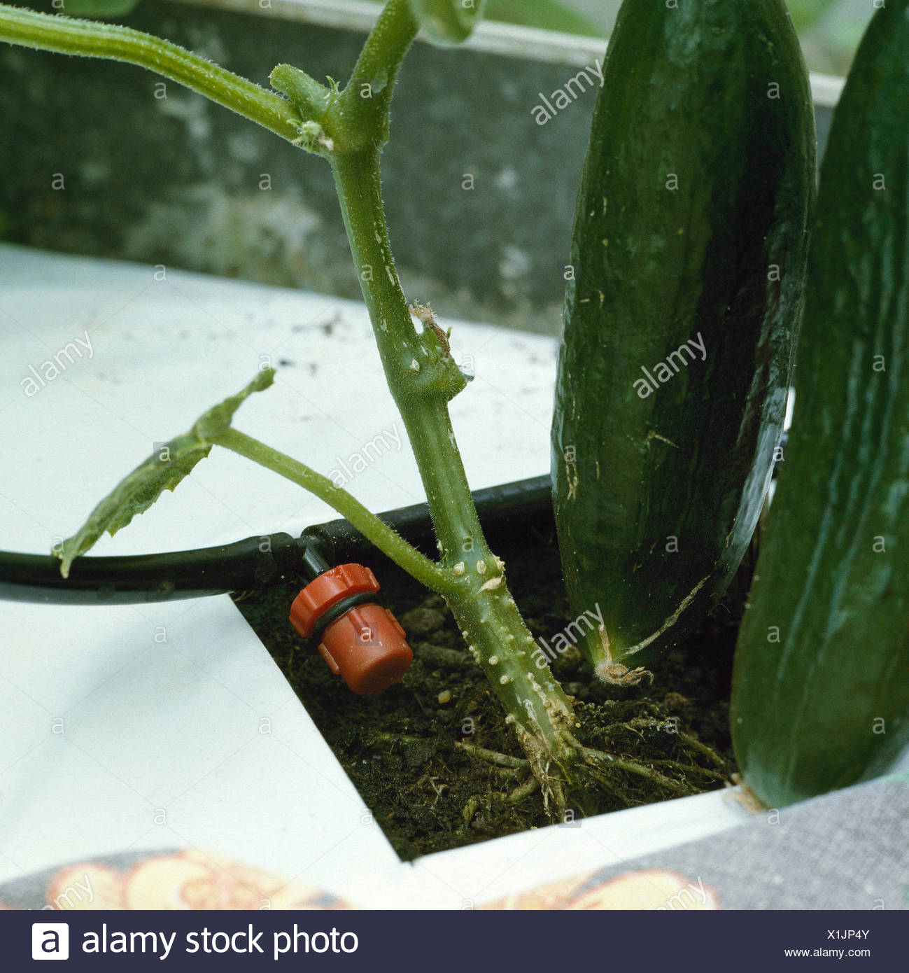 Drip Watering System Stock Photos Drip Watering System Stock
