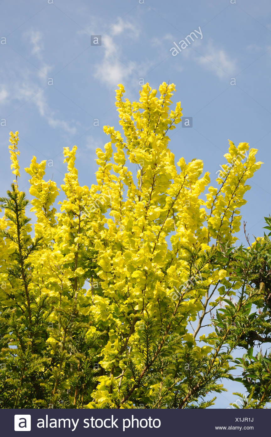 Golden Elm Tree Stock Photos & Golden Elm Tree Stock Images Alamy
