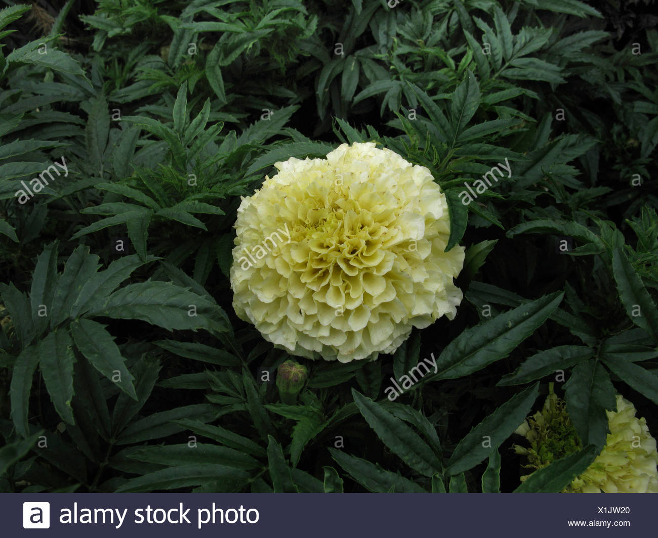 Marigold Tagetes High Resolution Stock Photography and Images - Alamy