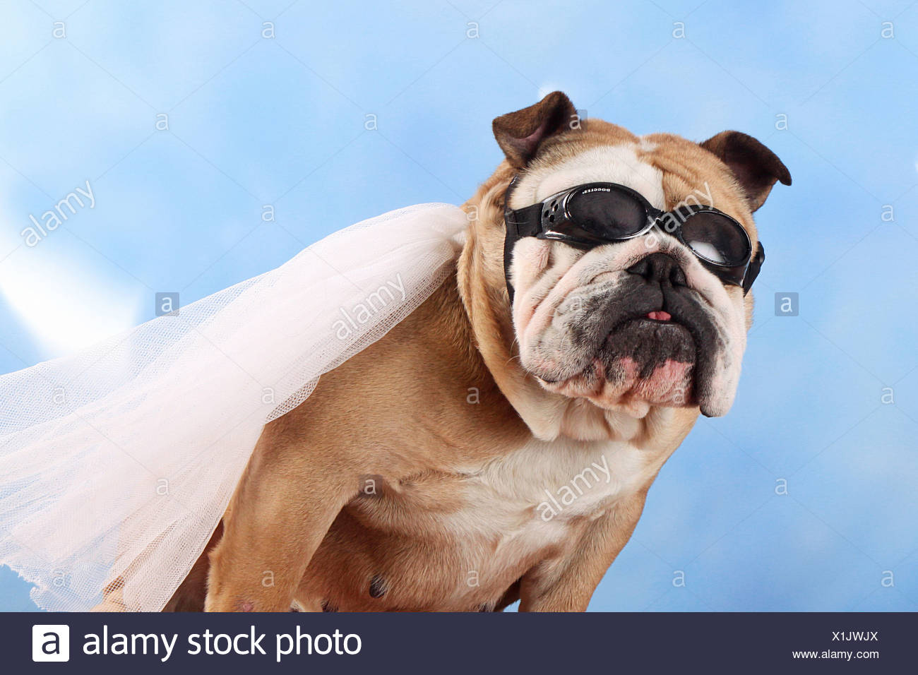 bulldog with glasses