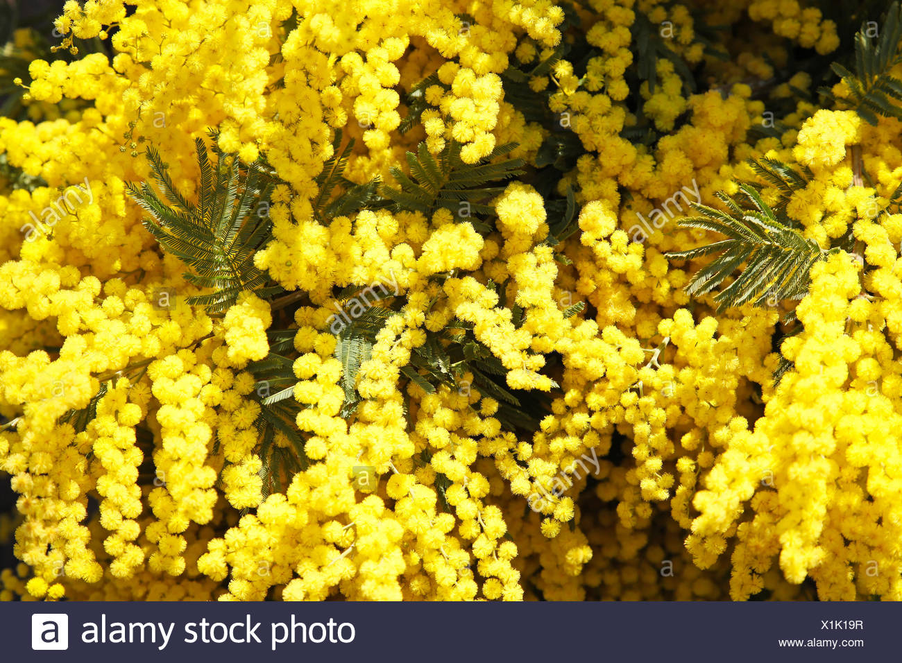 Mimosa Plants Stock Photos & Mimosa Plants Stock Images - Alamy