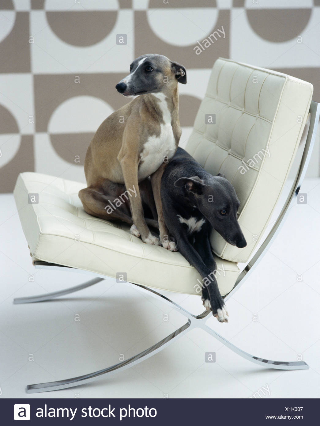 Close Up Of Two Beige Cream And Black White Whippet Dogs Sitting