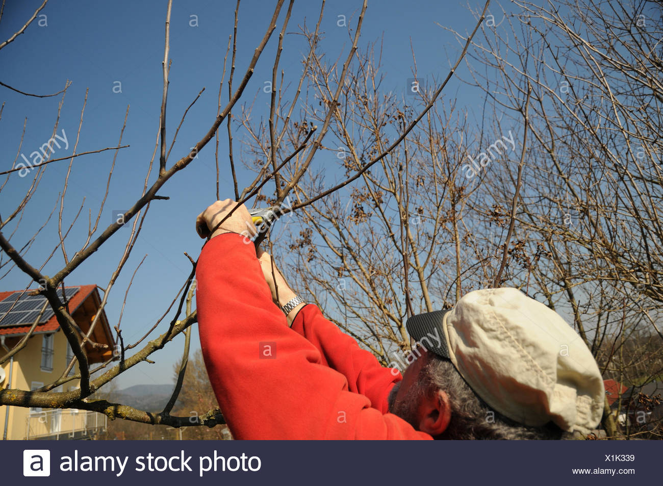 Apfelbaum Schneiden Stock Photos Apfelbaum Schneiden Stock