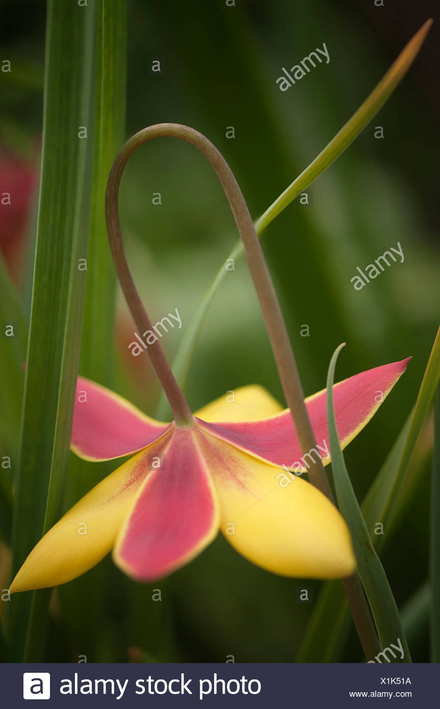 Tulipa Kolpakowskiana Tulip Mixed Colours Stock Photo Alamy