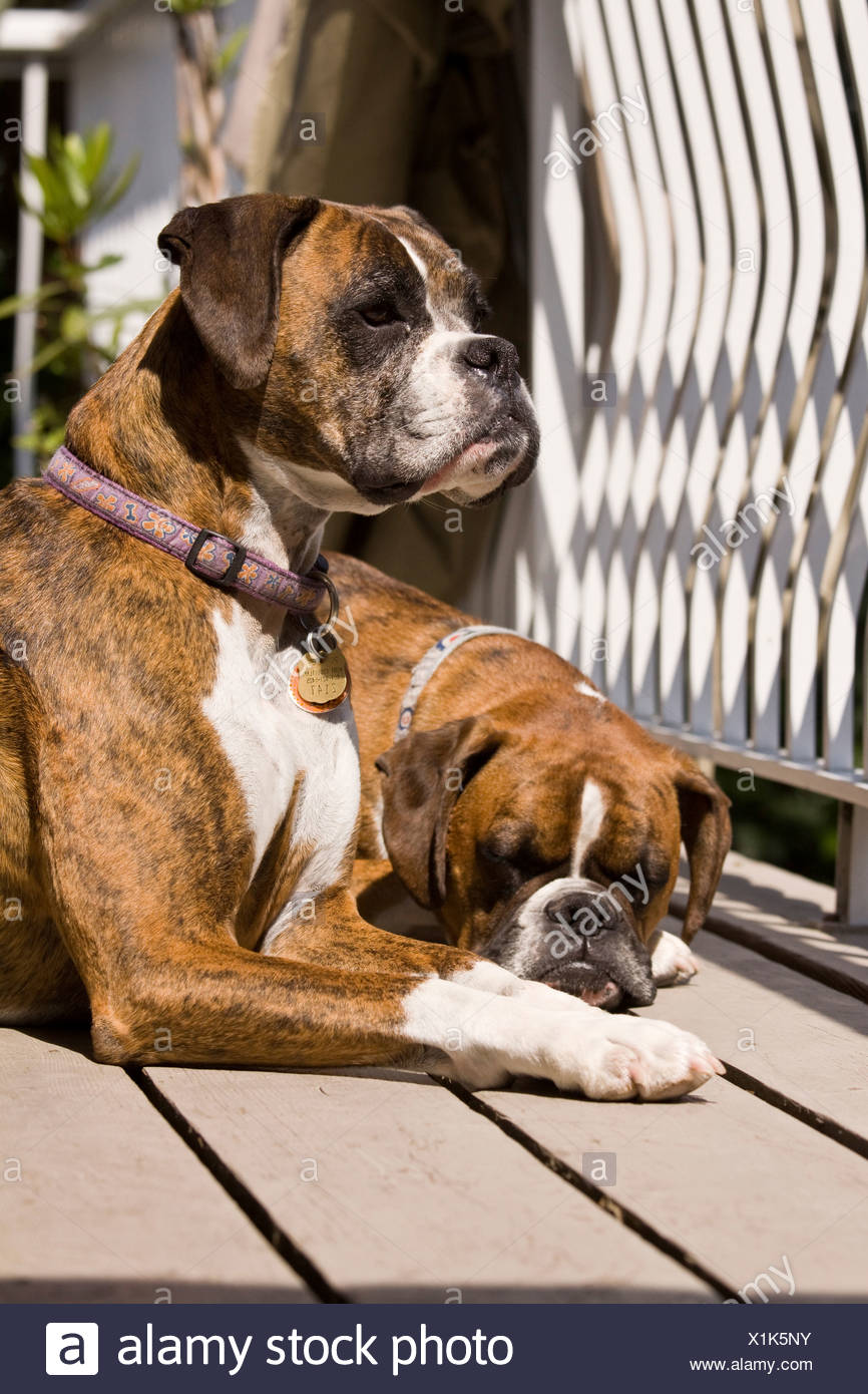 Boxer At Rest High Resolution Stock Photography and Images Alamy
