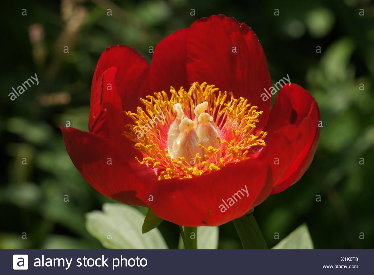 Scarlet red single peony Stock Photo