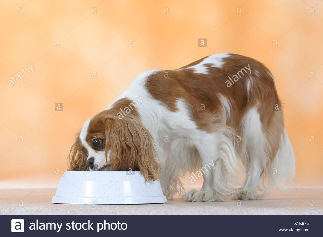 cavalier dog bowls