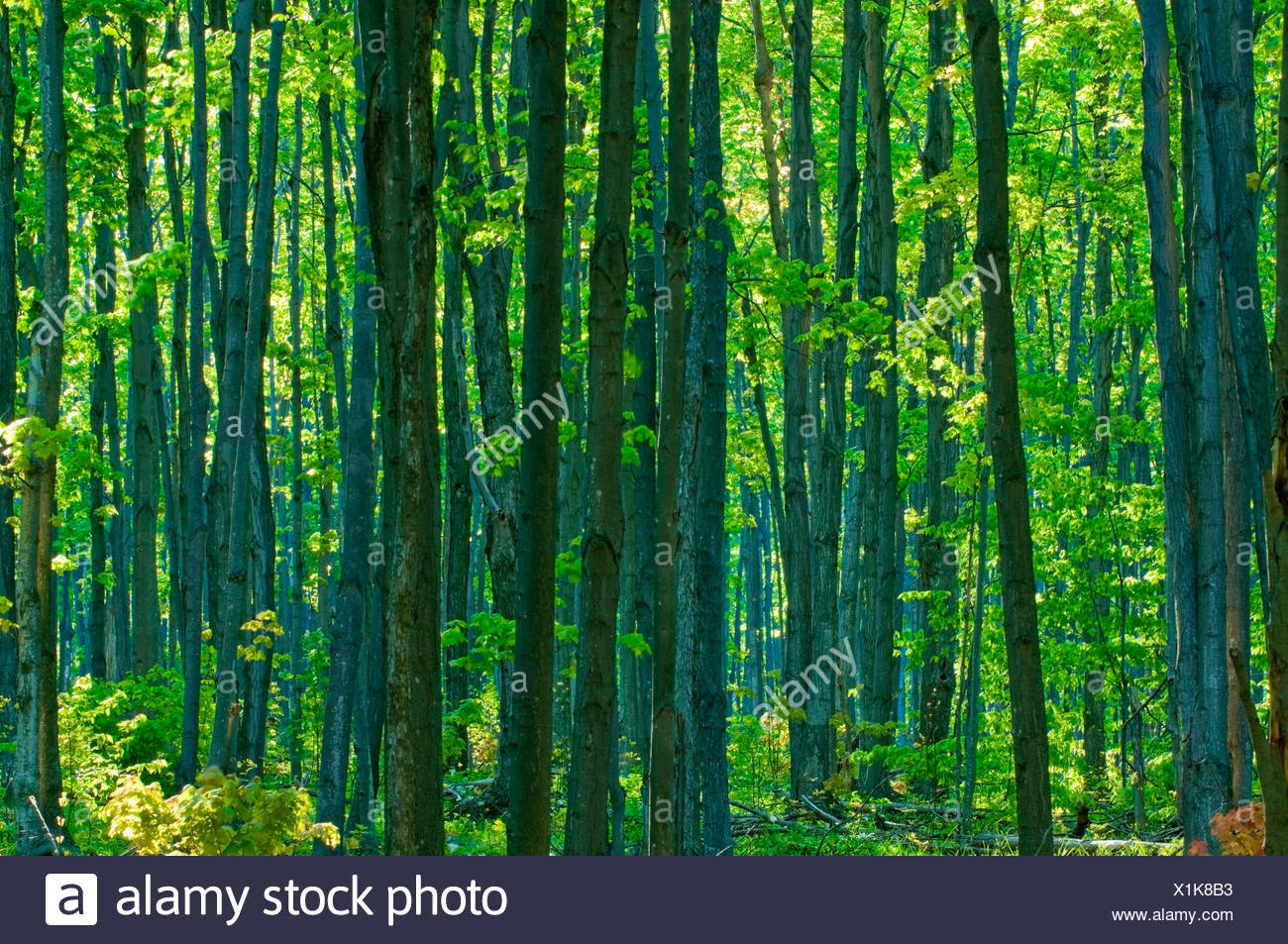 Hardwood Trees High Resolution Stock Photography and Images Alamy