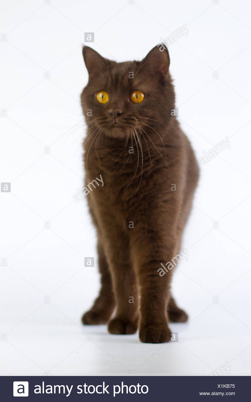 British Shorthair Brown Adult Standing Studio Picture Against