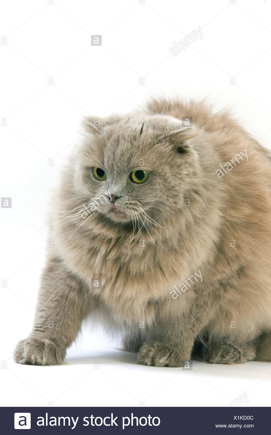 Lilac Self Highland Fold Or Lilac Self Scottish Fold Longhair