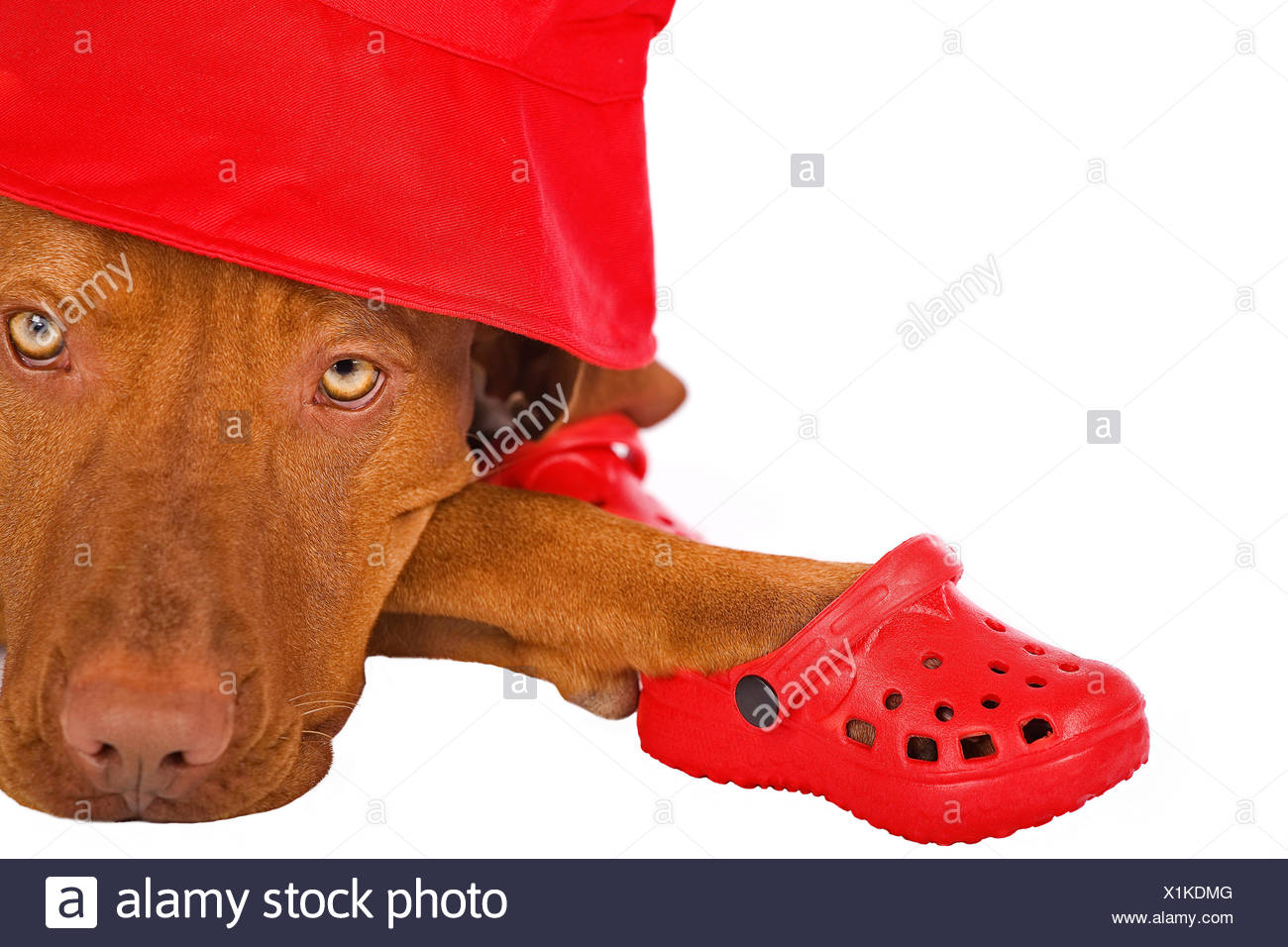 dog clogs