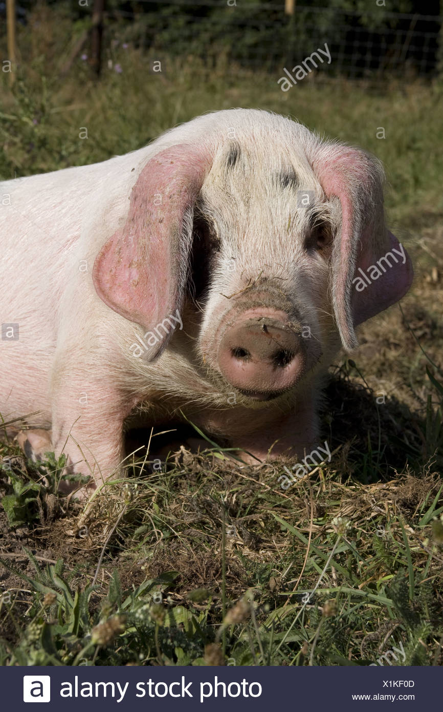 2019 year - How to Transport Piglets (for the Smallhold Farmer) 2019 year