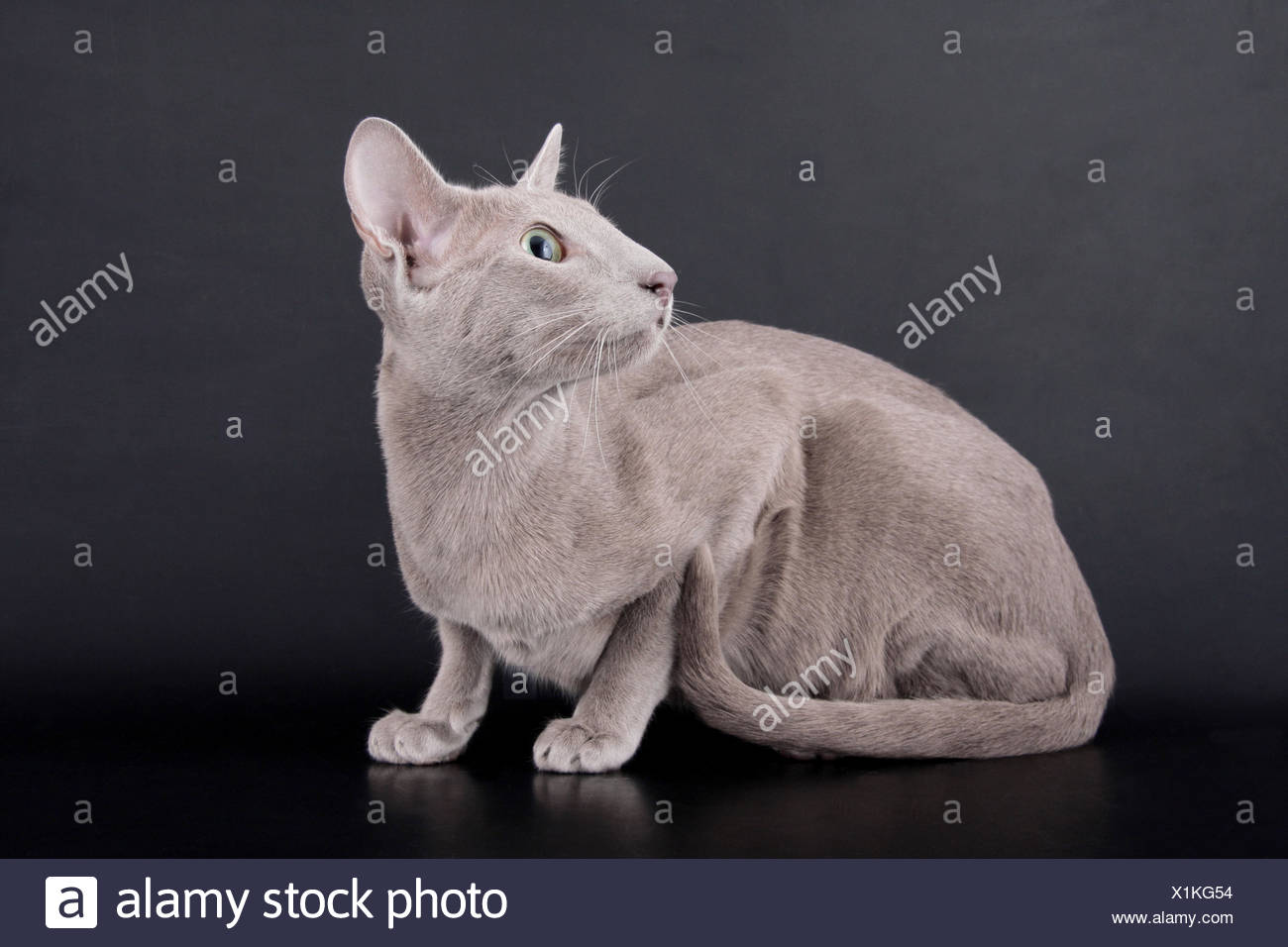Cats Lilac Cat Baby Kitten Oriental Pussycat Cat Domestic Cat