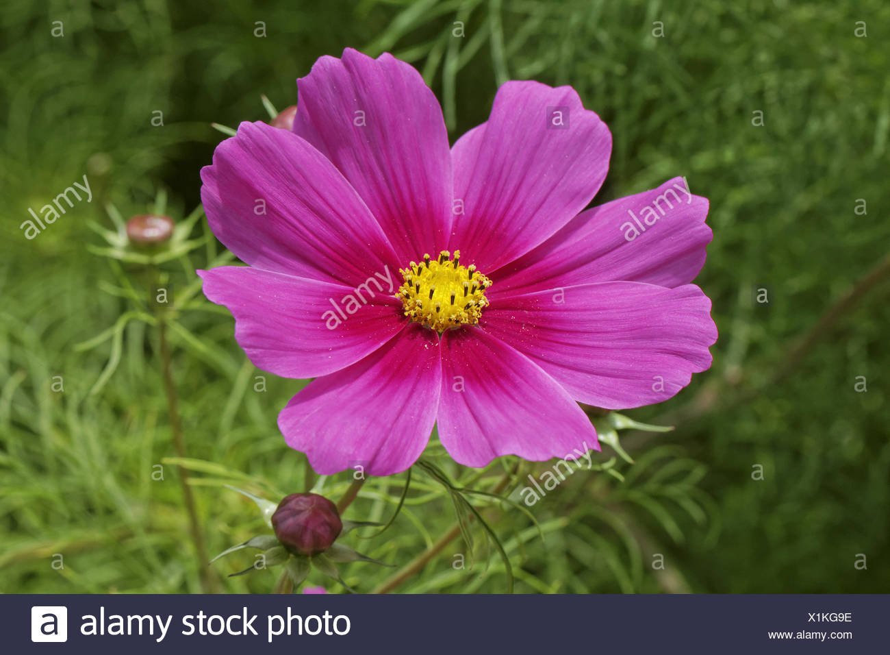 Cosmos bipinnatus, Garden Cosmos, Mexican Aster Stock Photo