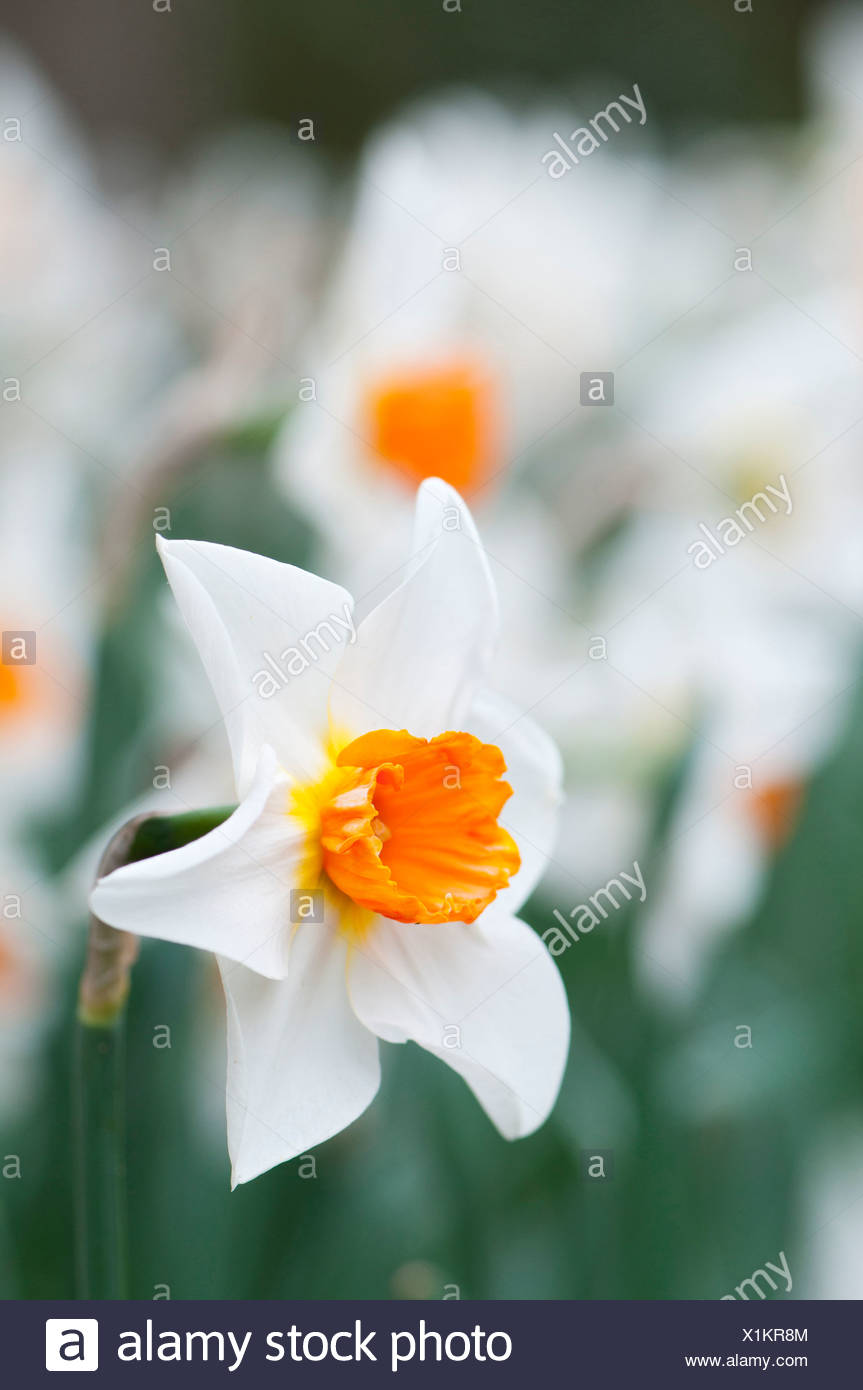 narcissus with white petals and orange centre single daffodil