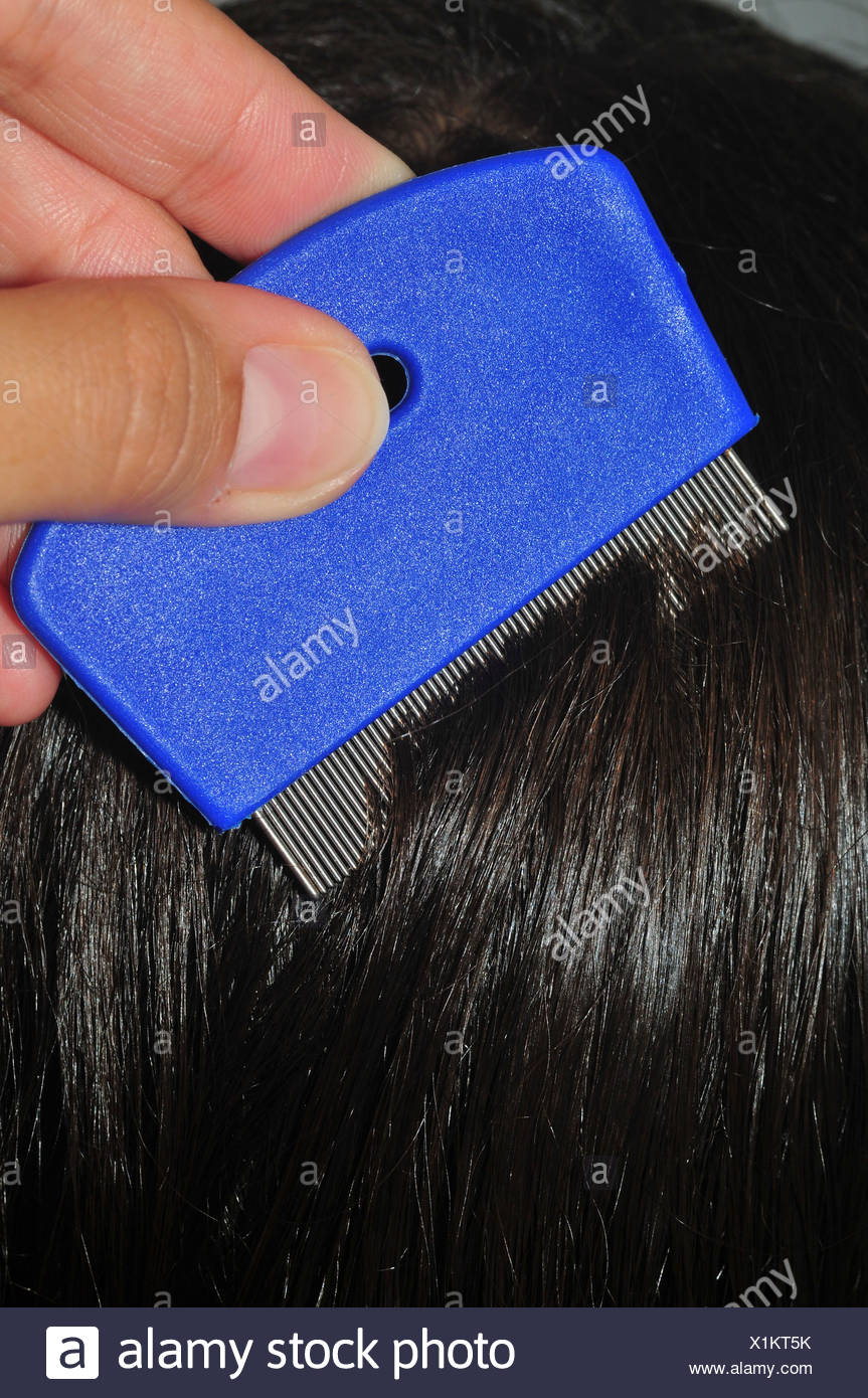 Nits High Resolution Stock Photography and Images Alamy